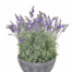 Artificial lavender in pot
