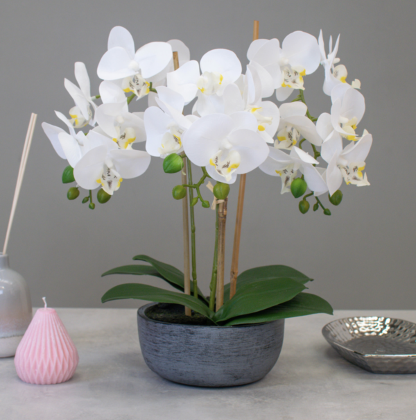 white orchids in grey planter