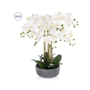 white orchids in grey planter