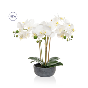 White orchids in grey planter