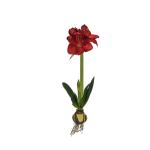 AMARYLLIS RED WITH BULB 73CM